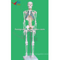 85cm Esqueleto con nervios espinales, esqueleto anatómico